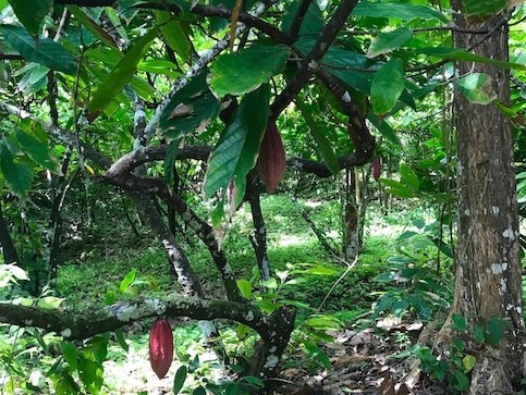 Cocoa trees left over from historic cocoa production at Mt. Rich. Just some the Ethnobotony you will see on the Grand Tour.